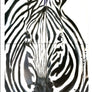 Zebra - Handmade Acrylic Original Painting