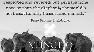 Dame Daphne Sheldrick on the sophistication of Elephants