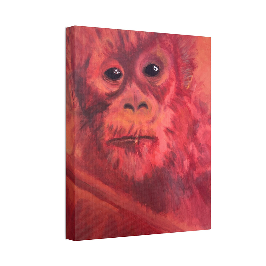 BABY ORANGUTAN Canvas Stretched, 1.5''